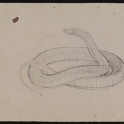 Pencil and ink illustration - Pseudechys porphyriacus, The Black Snake, by Arthur Bartholomew