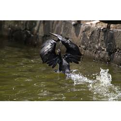 <em>Microcarbo melanoleucos</em>, Little Pied Cormorant. Carlton Gardens, Melbourne, Victoria.