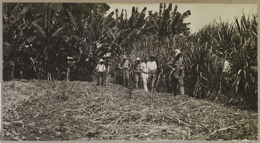 'Scenes on Thomas and Roberts' plantation on the Daly River 2 miles above the landing.'; 'Bananas and sugar cane..'