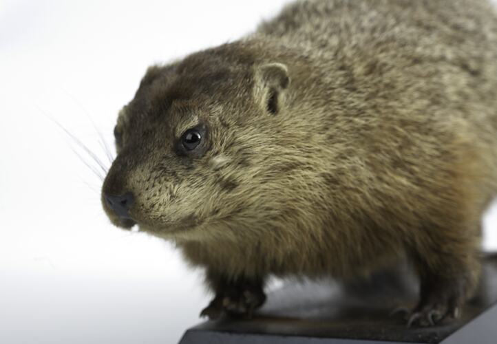 Taxidermied rodent specimen mounted to a black base.