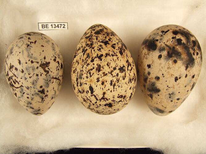 Three bird eggs with specimen label.