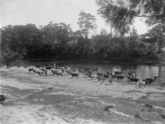 Cows on River Bank, circa 1910-1930