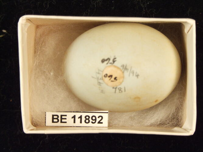 Bird egg with specimen label in box.