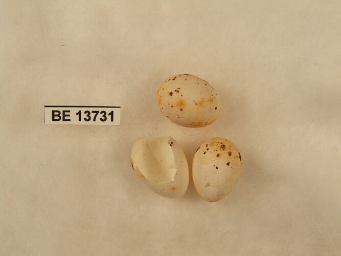 Three bird eggs, one broken, with specimen label.