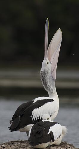 Pelican, pointing it's beak skywards.