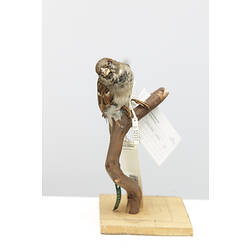 Taxidermied Sparrow with labels mounted on branch.