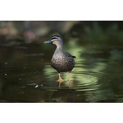 Duck standing in shallow water.