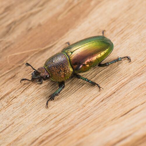 Green and bronze beetle on bark.