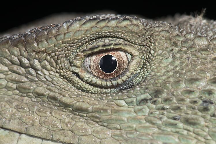 Water dragon eye, close-up.