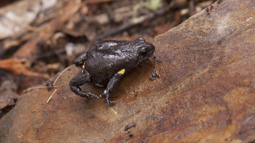 Brown toadlet with yellow armputs on wood.