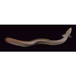 Long eel, back of head visible.