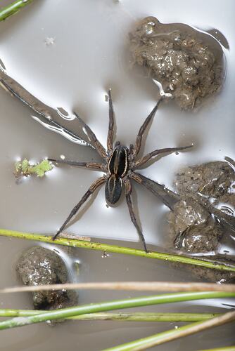 Black and brown spider on surface of water.