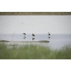Three Masked Lapwings standing in shallow water.