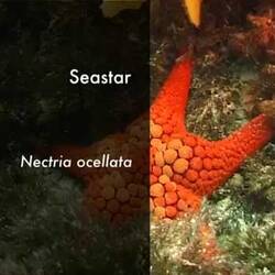 Silent footage of the Seastar, <em>Nectria ocellata</em>.