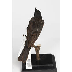 Mount of black bird with orange wing patches, rear view.