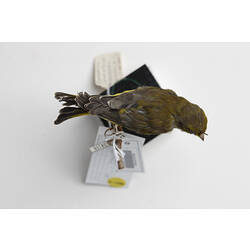 Goldfinch specimen mounted on plinth, viewed from above.