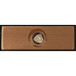 Underside of wooden microslide containing bryozoan specimen,