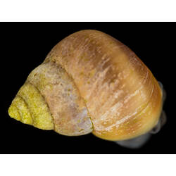 Dorsal view of brown and green marine snail shell.