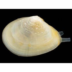 Side view of white bivalve, siphon protruding.