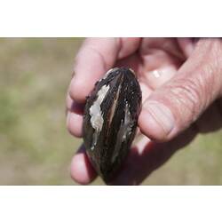 Freshwater mussel held in hand, edge-on.