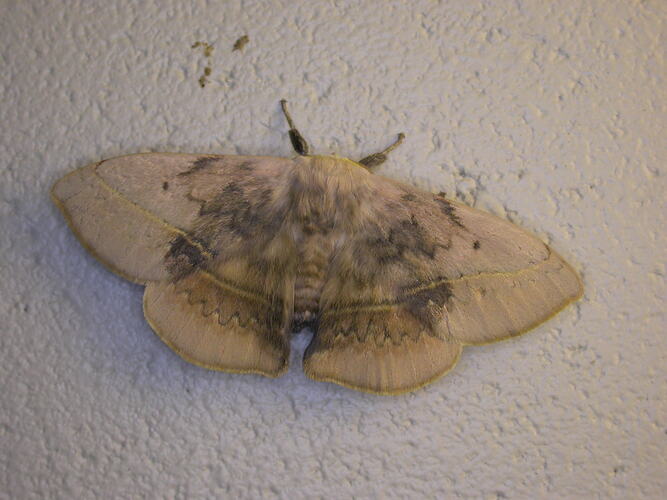 Cream and grey moth on white background.