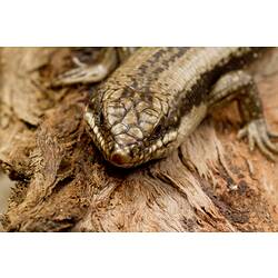 Tree Skink.