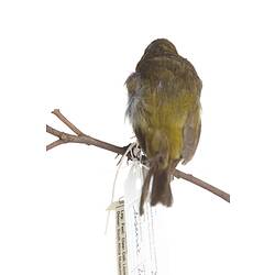<em>Zosterops pallidus pallidus</em>, Cape White-Eye, mount.  Registration no. 25913.