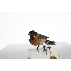 <em>Monarcha trivirgatus albiventris</em>, Spectacled Monarch, mount.  Registration no. 28465.