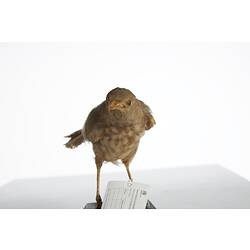 <em>Turdoides striatus somervillei</em>, Jungle Babbler, mount.  Registration no. 54721.