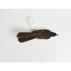 Brown bird specimen on its front with label visible.