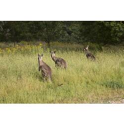 <em>Macropus giganteus</em>, Eastern Grey Kangaroo. Mitchell River National Park, Victoria.