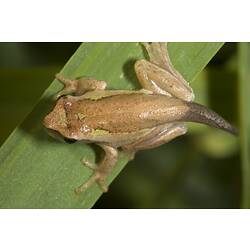 <em>Litoria ewingii</em>, Southern Brown Tree Frog. Gippsland, Victoria.