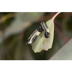 Family Chrysomelidae, Eucalyptus Leaf Beetle. The Heart Morass, Victoria.