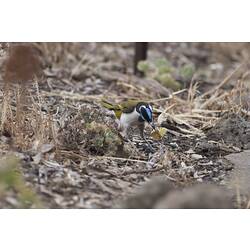 Bird with blue face and green back foraging on ground.