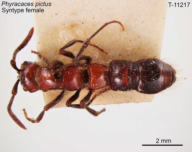 Ant specimen, female, dorsal view.