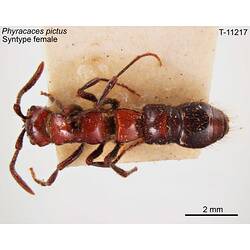 Ant specimen, female, dorsal view.