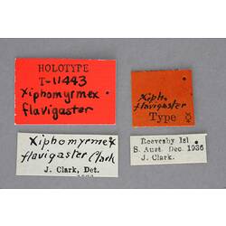 Entomology type specimen labels.
