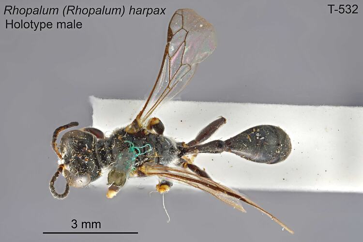 Wasp specimen, male, dorsal view.