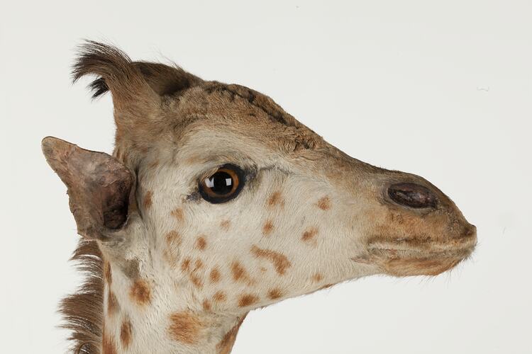 Detail of head of juvenile giraffe specimen, side view.