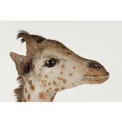 Detail of head of juvenile giraffe specimen, side view.