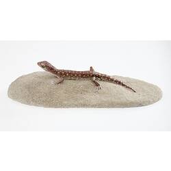 Cast model of brown lizard with white markings.