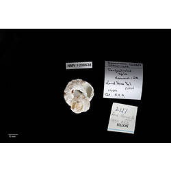 Irregularly coiled snail shell beside specimen labels.