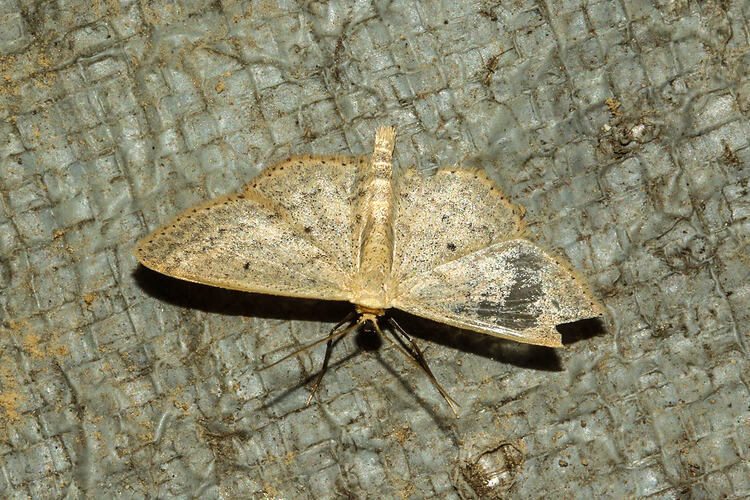 <em>Scopula optivata</em>, moth. Murray Explored Bioscan.