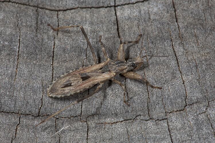 <em>Oncocephalus</em> sp., assassin bug. Neds Corner, Victoria.