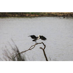 Bird with white and black mottled neck and long legs standing on branch by water, wings open.