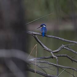 Bright blue kingfisher on branch viewed from behind.