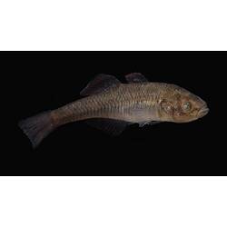 Carp Gudgeon.
