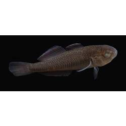 Carp Gudgeon.