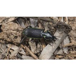 Green-lined Ground Beetle.