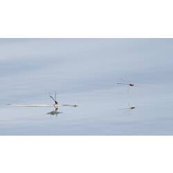 Two damselflies, one flying above water, one on leaf on water.